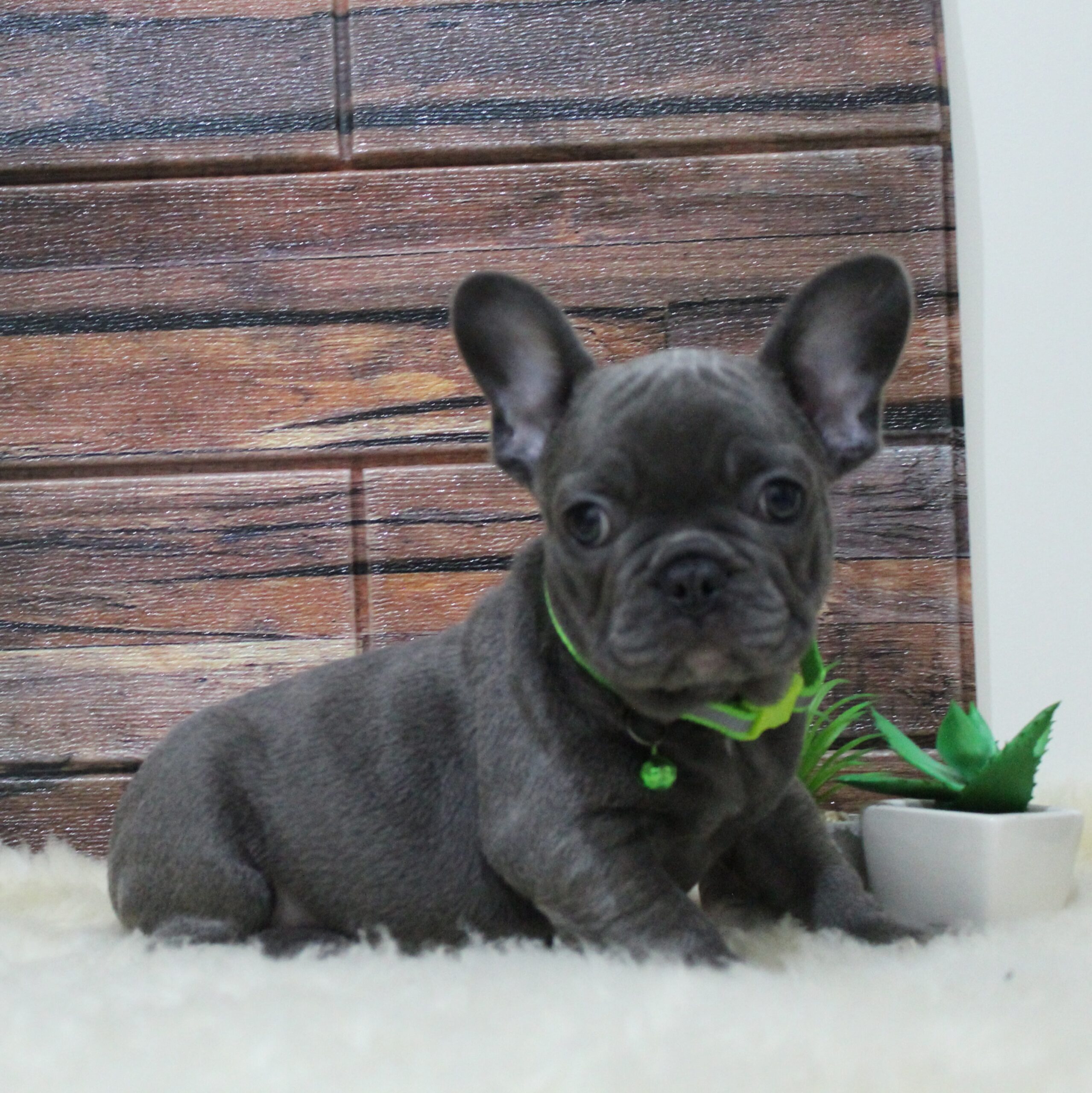 French Bulldog Puppies For Sale In Vancouver Bc / CKC